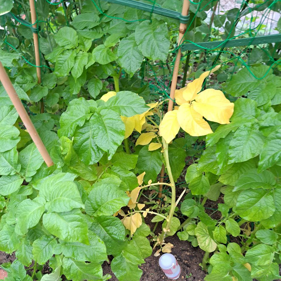potato plants