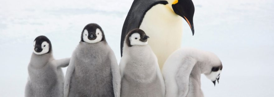 Away with the penguins