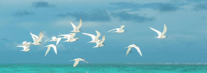 sea birds
