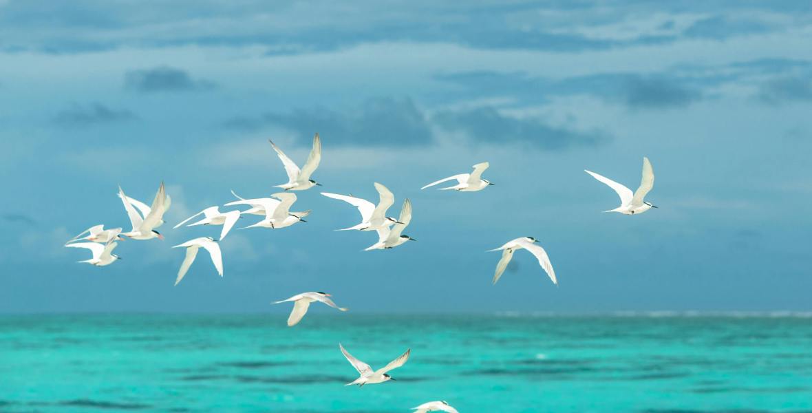 sea birds